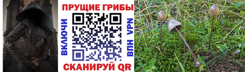 Галлюциногенные грибы Psilocybe Высоковск
